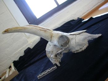 Media type: image;   Mammalogy 17393